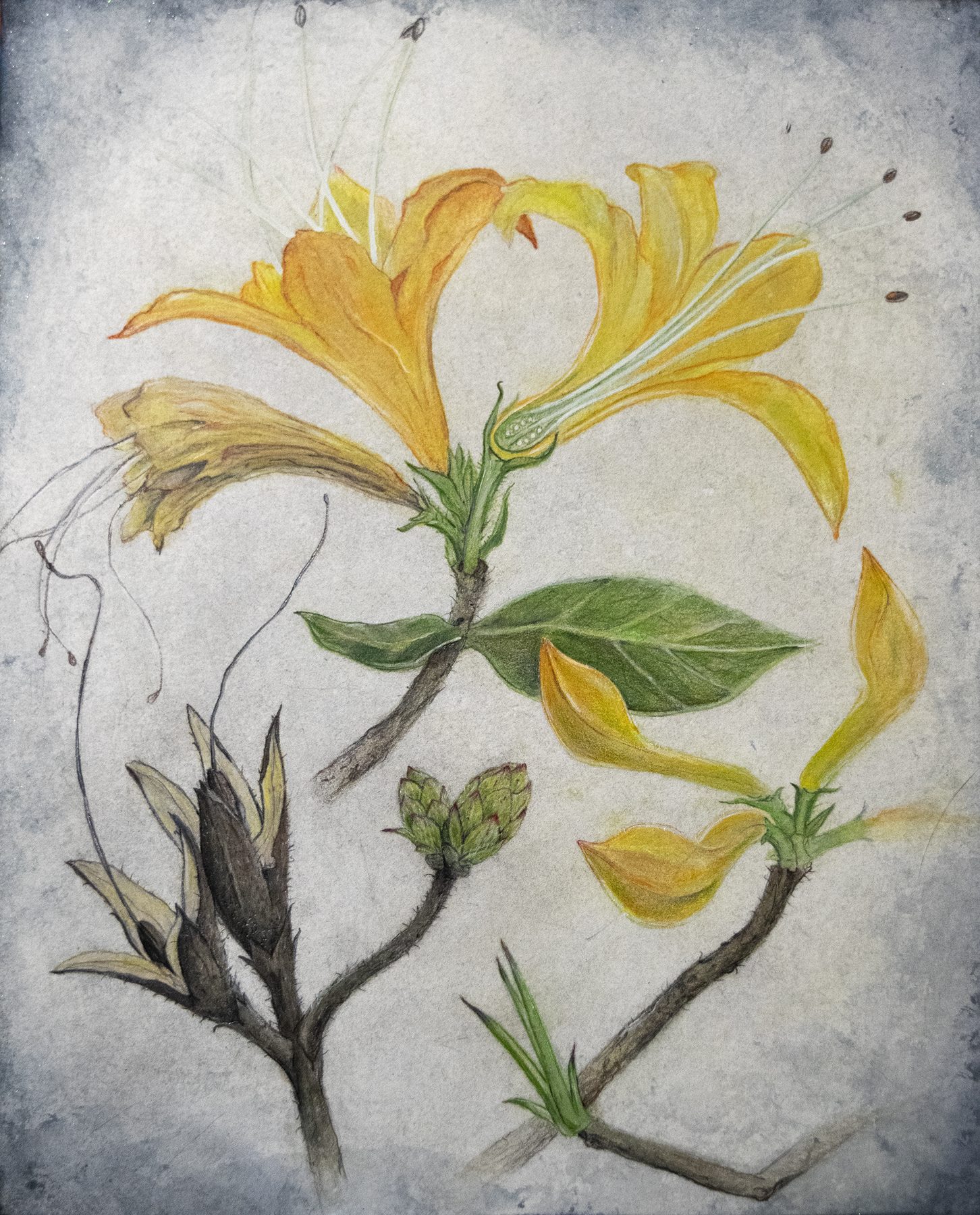Azaleas