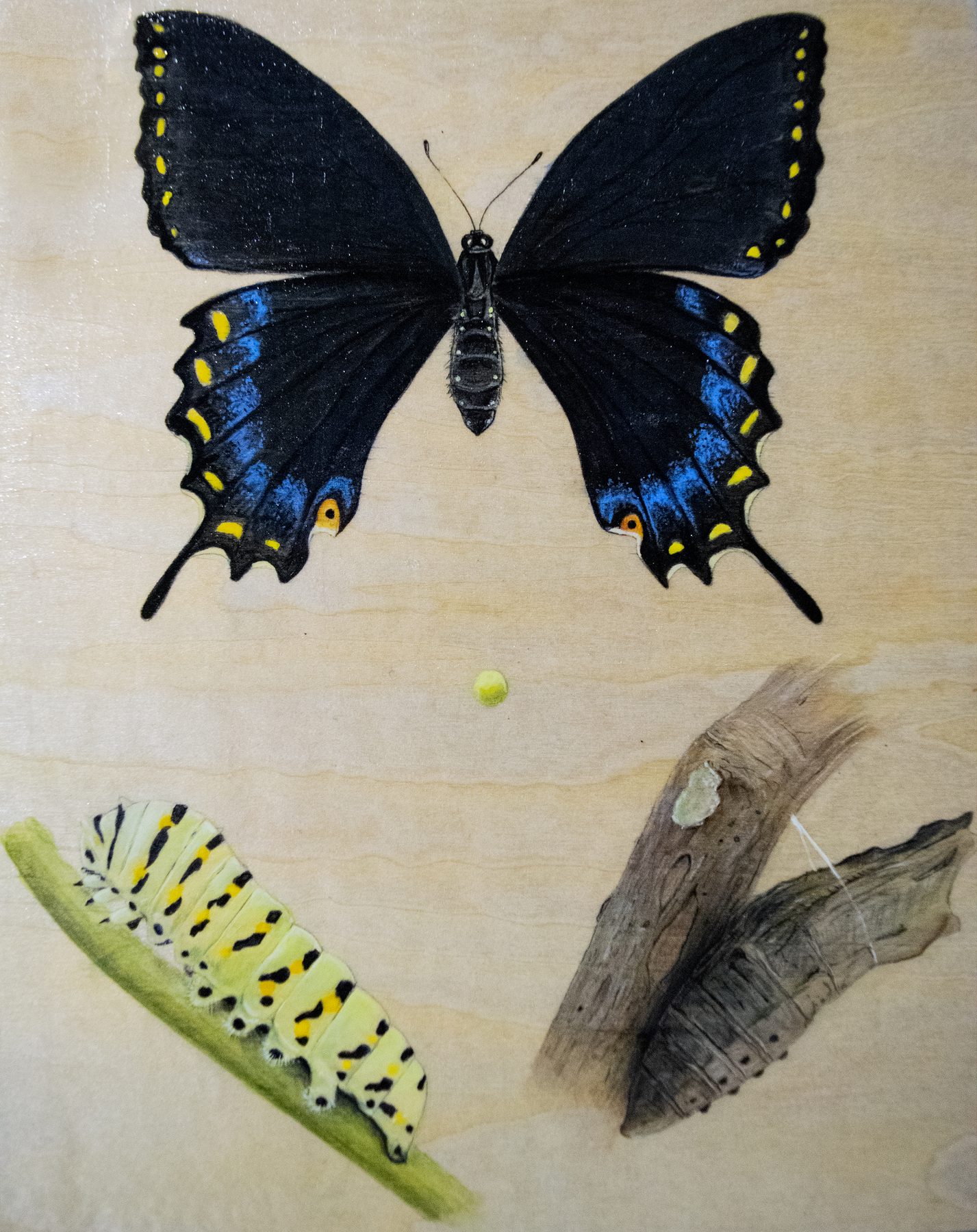 Eastern Tiger Swallowtail (Dorsal Female Dark Morph)