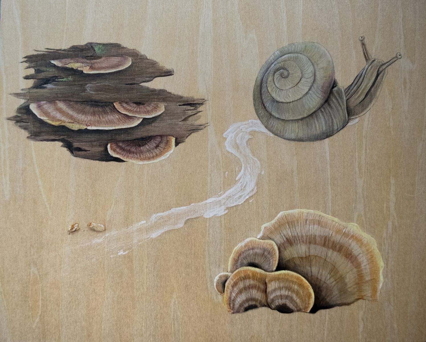 Fungi Feast – Throaty Dome