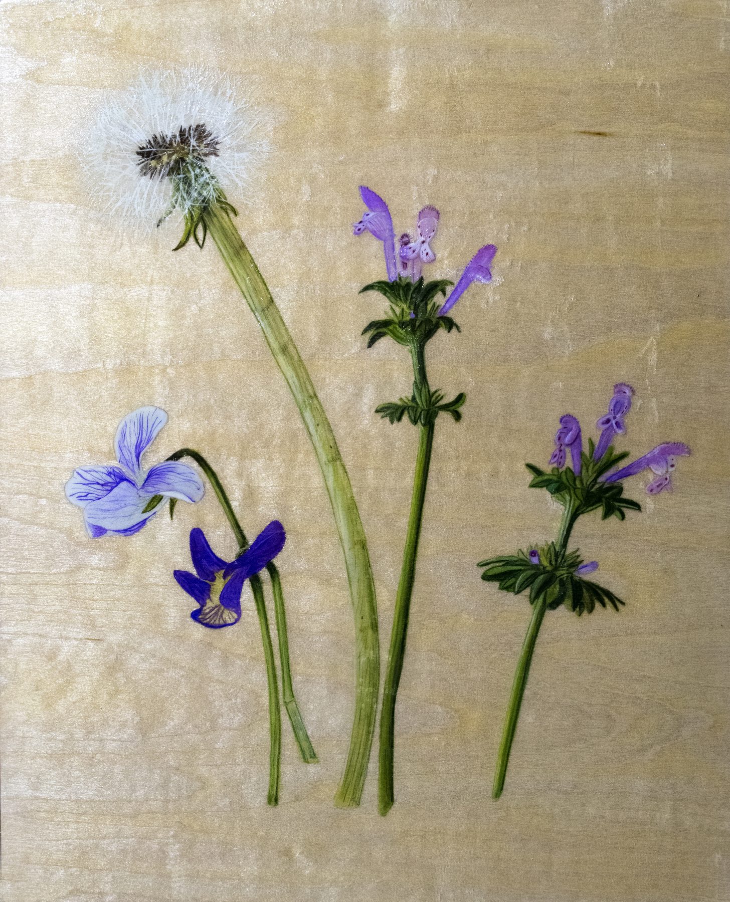 Meadow Flowers