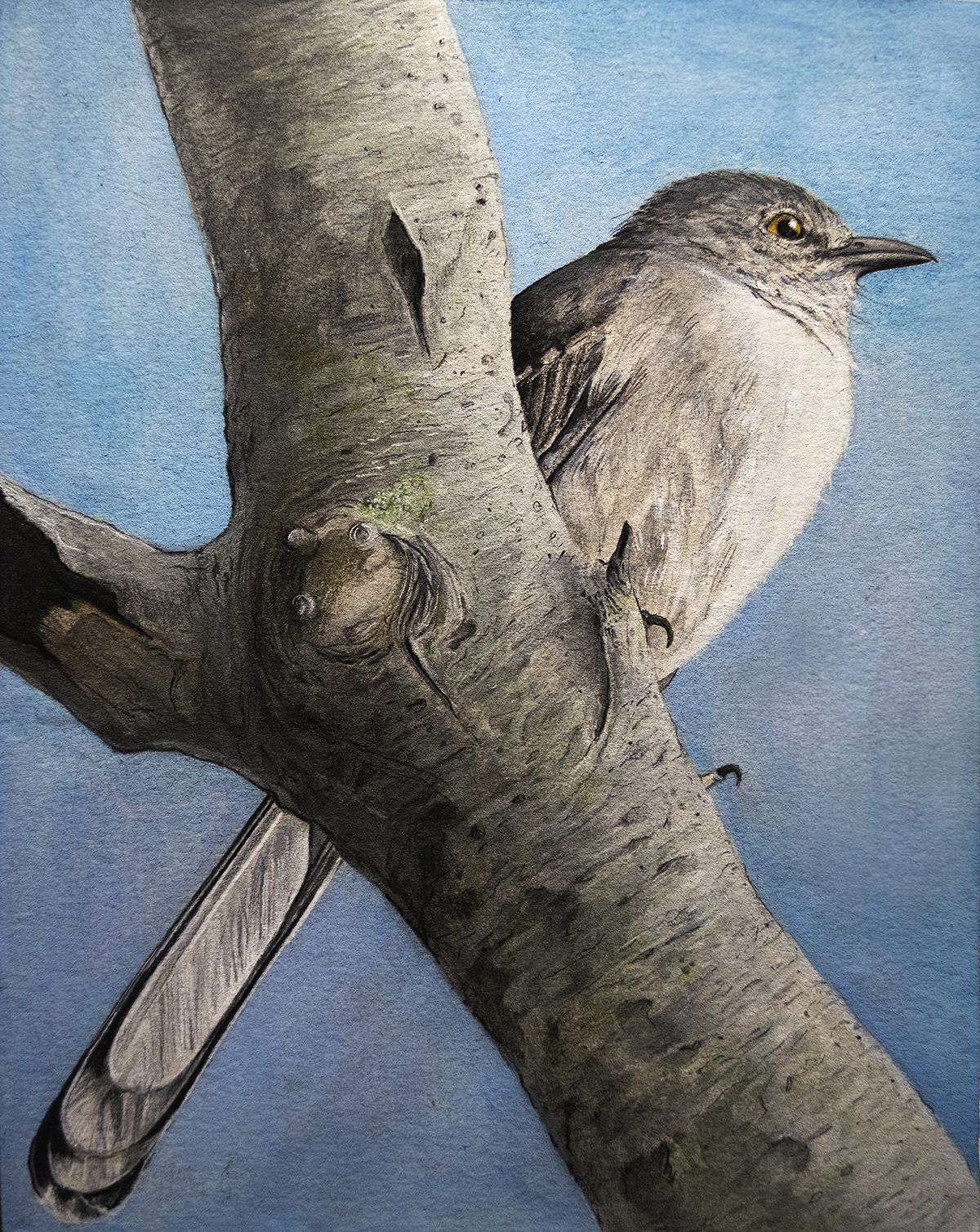 Mimus Polyglottos (Mockingbird)