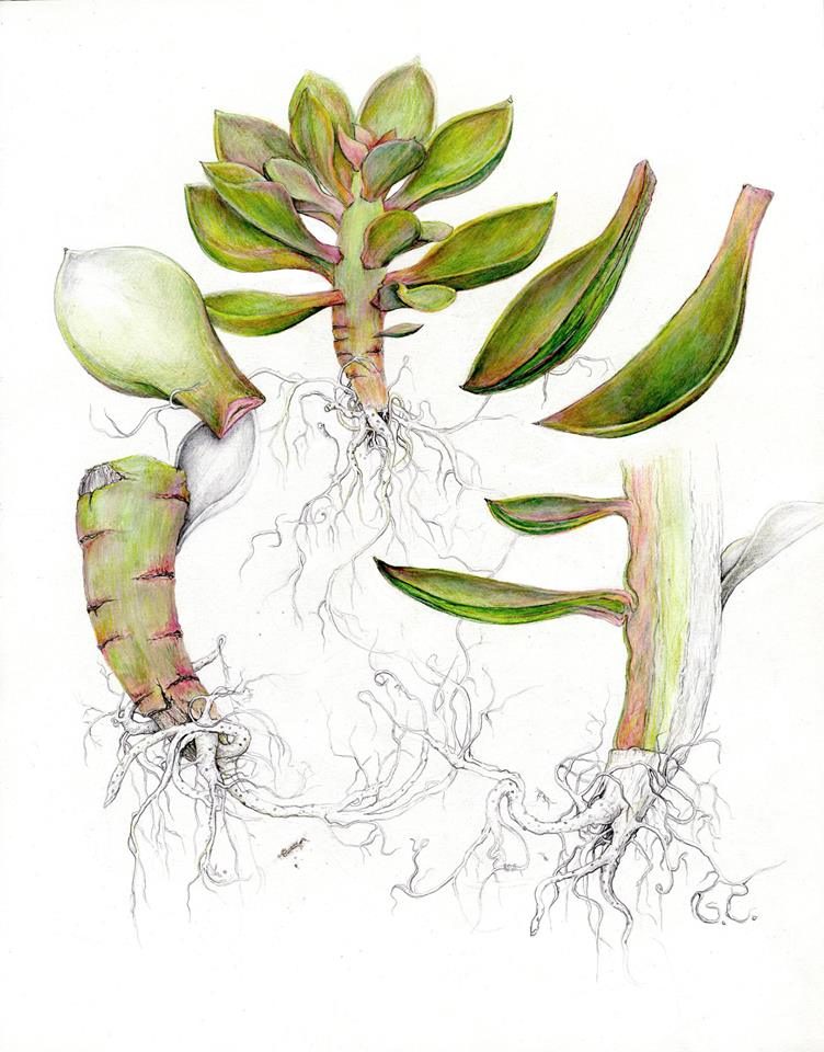 Cadaver of My Succulent Friend, Bob