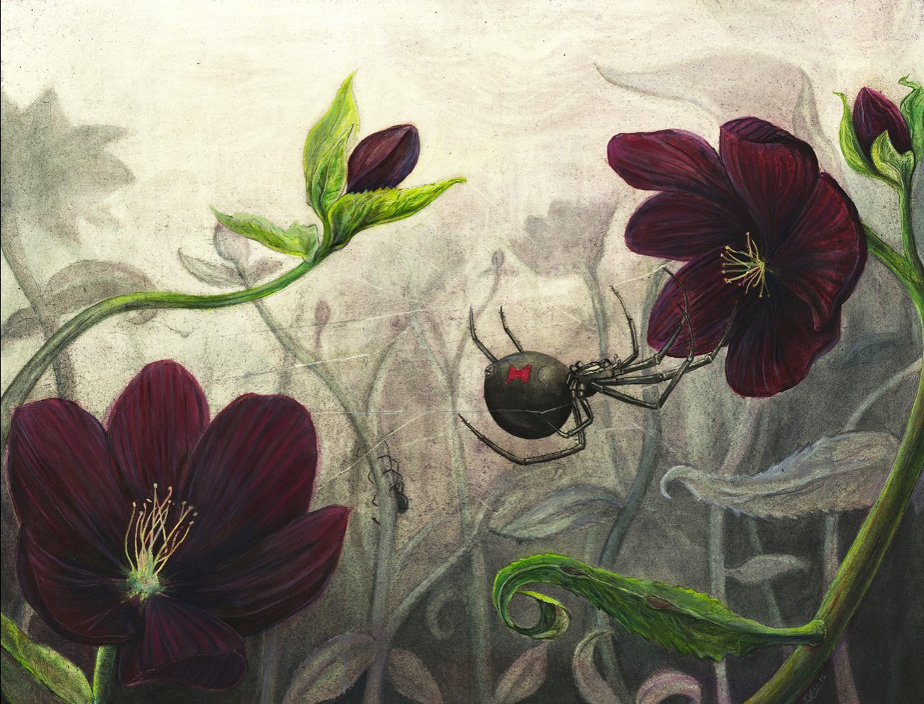Hellebores Garden